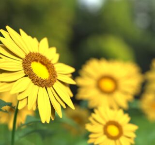 sunflower-1421011_1280